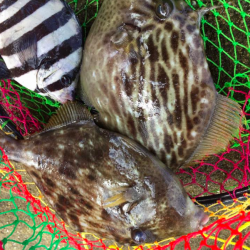 地磯から肝ぱんカワハギとイシダイ